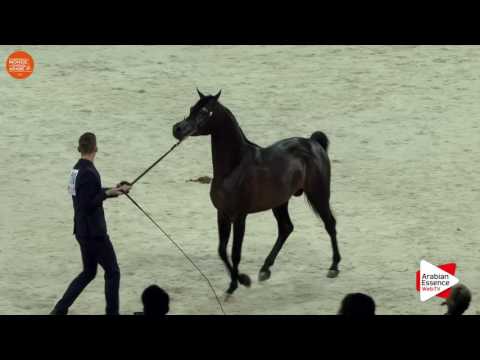 2ND - N.110 SULTAN AL ZOBARA - Paris 2016 - Stallions 4 years old and more (Class CM6 A)