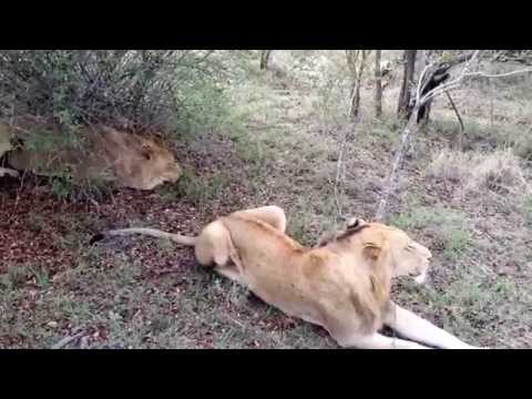 Young male lions resting at mid-day.