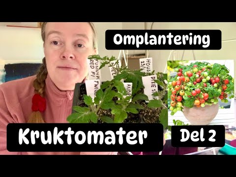 Kruktomater ,Del 2, omplantering 