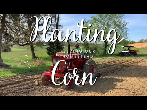 Planting Field Corn With a Farmall 140 | Hickory King and Jimmy Red