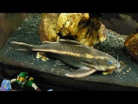 Striped Raphael Catfish In My 55 Gallon "Gourami Tank"