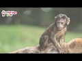 Animal Sounds For Children 20 Amazing Animals