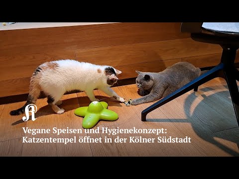 Katzencafé in Köln: Vegane Speisen und Schmusekatzen