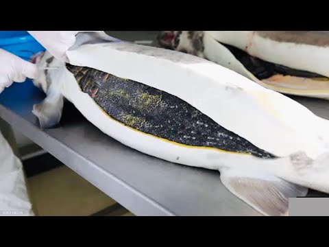 How sturgeon Caviar Is Farmed  And Processed- How it Made Caviar