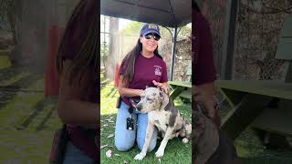 Video preview image #1 American Pit Bull Terrier Puppy For Sale in Pasadena, CA, USA
