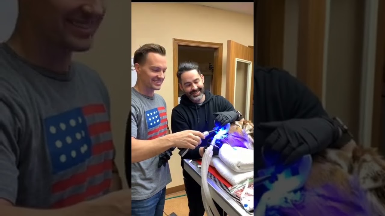 Dog'$ can get braces too ❤️