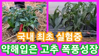 난쟁이 고추 폭풍성장 국내  최초 실험중