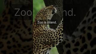 Belize City Cruise Port Guide 2026 | Tender Process, Altun Ha, Zoo & What to Expect