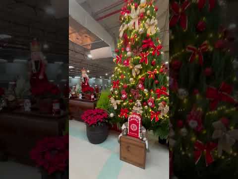 Também é Natal no Veilling Market em Holambra-SP #valmirpaesdesignfloral #saopaulo #flores