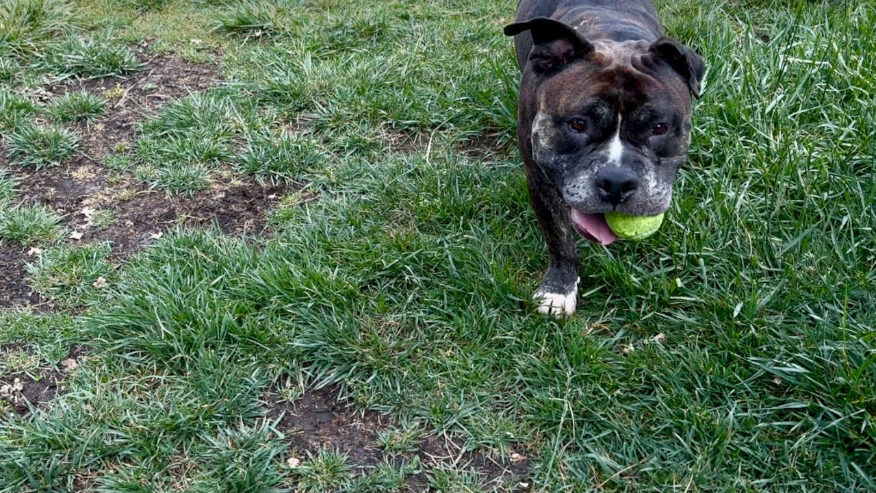 Enlarge Waffles, a ADOPTABLE American Bully in Dublin, CA video 6/6