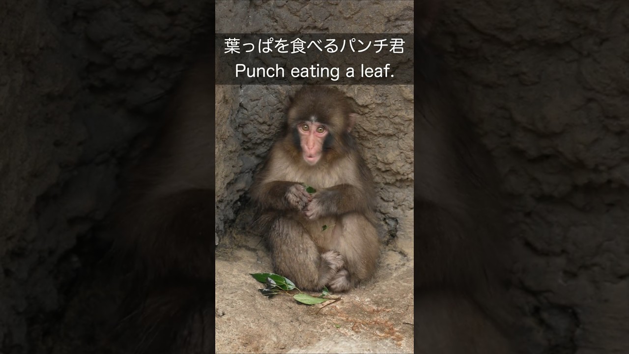 葉っぱを食べるパンチ君 Punch eating a leaf. 市川市動植物園 Ichikawa City Zoo