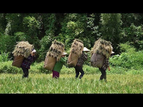 Harvest Rice to Help Villagers, Decorate the Garden, Mountain Family Life | EP. 59