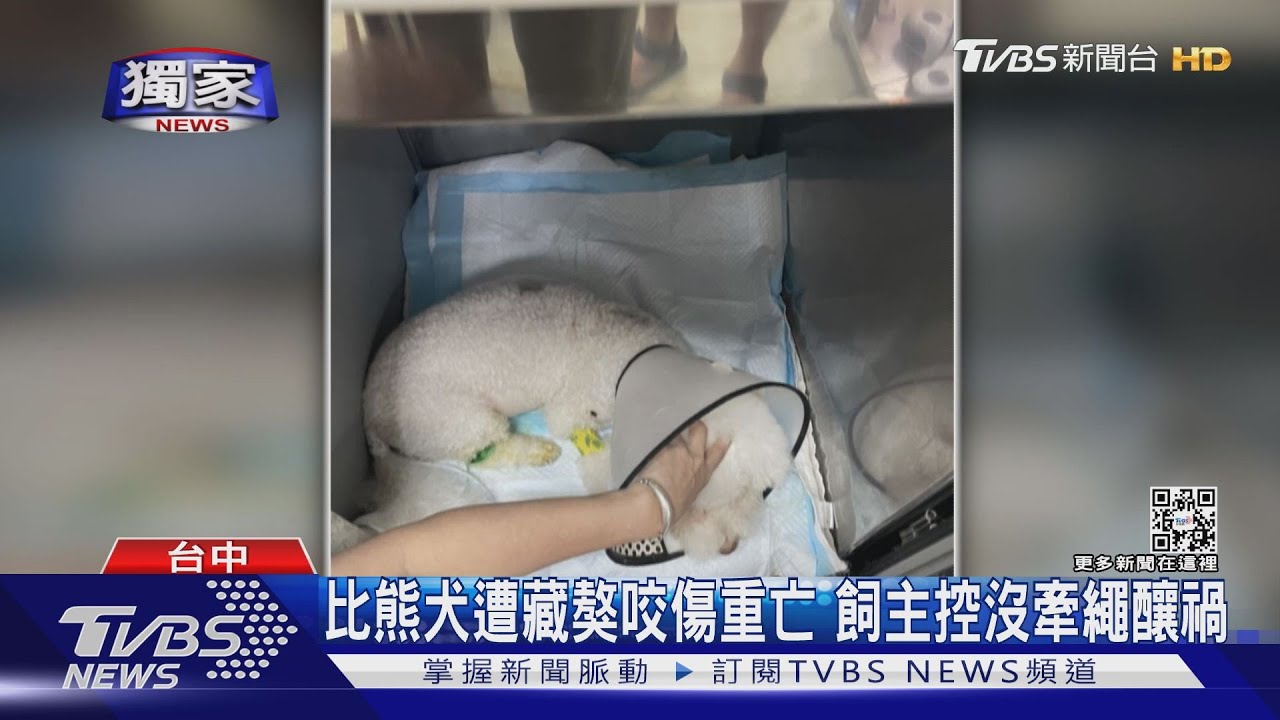 比熊犬遭藏獒咬傷重亡 飼主控沒牽繩釀禍