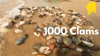 how to find clams at the beach | Catching Asian Clams