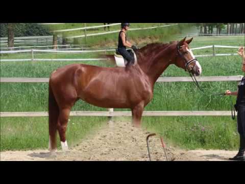 Lavina von Worrenberg, L'Espoir x Robinson Santa Cruz, OL. geb 2011