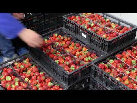 Genson Group company movie