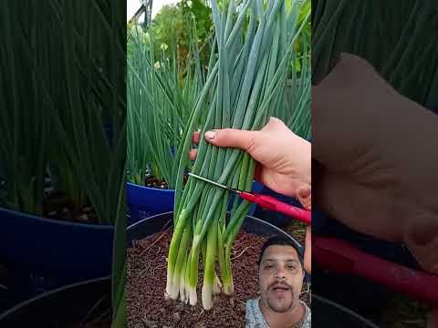 como plantar cebolinha passo a passo #horta #plantas #frutas