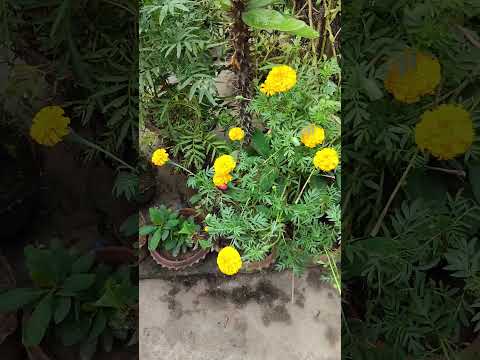 #shortvideo #flowers