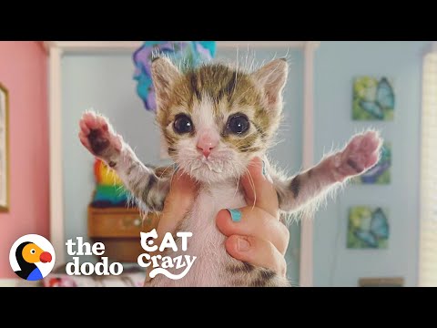 The Heartwarming Story of the Tiniest Rescue Kitten Aoife