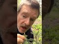 spring foraging spruce tips