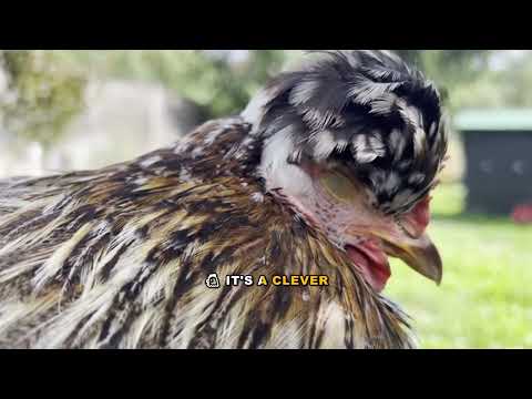 Everything You Need to Know About Chicken Salad