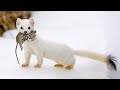 The Stoat - a fearless acrobat and rabbit hunter! Interesting facts about Stoats