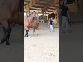 Foal m&acirc;le SF