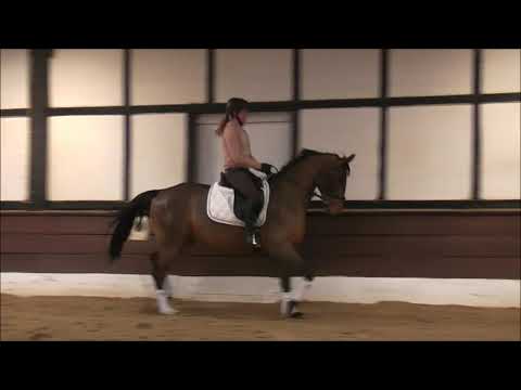 STADADO 4j. v. Stakkato Gold  - TRABVIDEO ohne Eisen