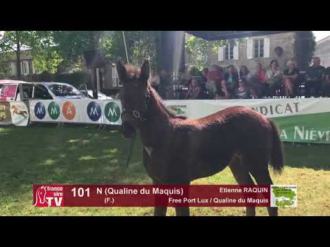 Sprinter Sacré Show 2018 : Lot 101 - N (Qualine du Maquis)