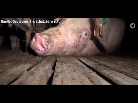 Tierquälerei im Schweinehochhaus in Maasdorf (Sachsen Anhalt)