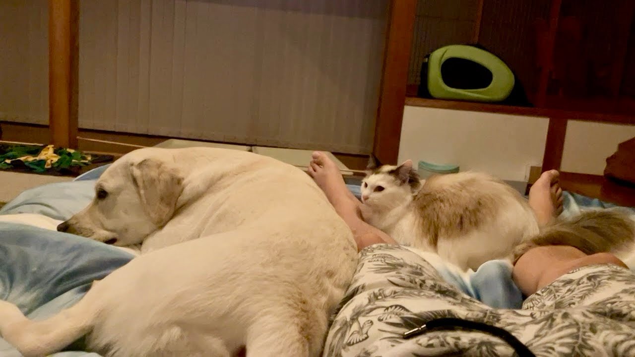 犬と猫と人の家族が一緒に寝るとこうなります