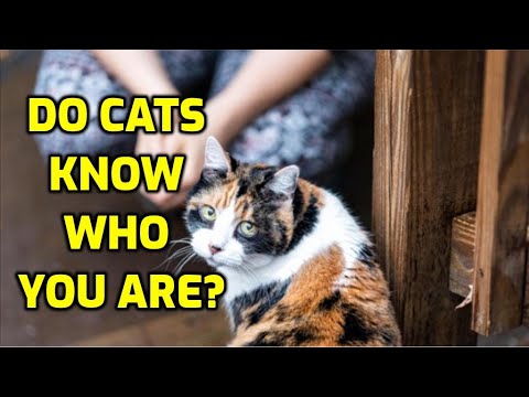 Can Cats Recognize Their Owners?