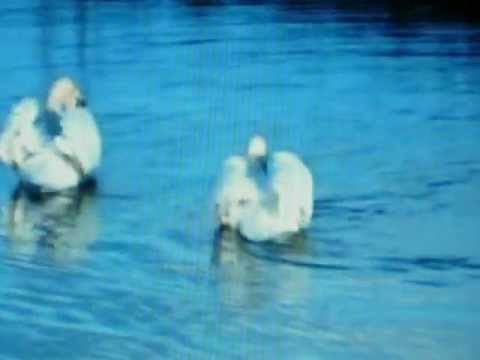 Iveta Bartošová, Peter Sepéši - Medové dny