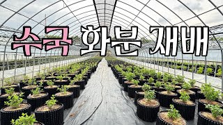 목수국 분갈이 중입니다^^ 서와실 수국 컨테이너 재배지를 소개합니다!!