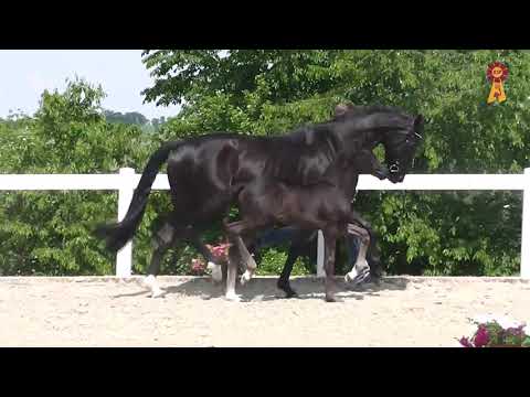 Fohlen von Secret x Grey Flanell