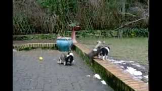preview picture of video 'Sheltie Welpen (8 Wochen) beim Spielen / Shetland Sheepdog puppies (8 weeks old)'