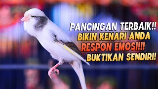 Download lagu PANCINGAN Kenari GACOR PANJANG Cuit CUIT EMOSI ini AMPUH utk MASTERAN Kenari PAUD belajar BUNYI |16| mp3