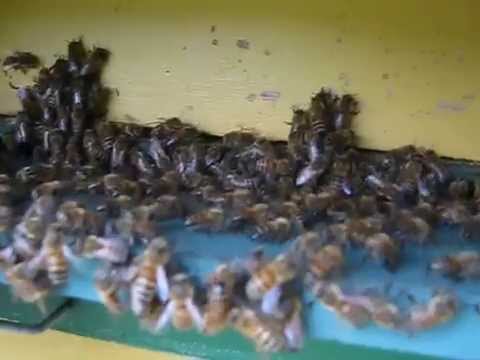 Bina blir tossiga när det ska invintras