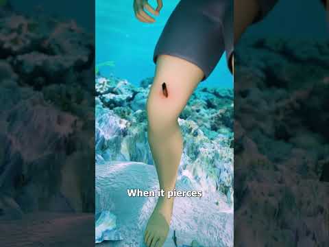 How Stingrays Actually Sting You 😳