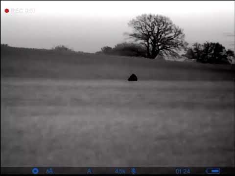 Schwarzwildjagd am Raps - Rotte wechselt an