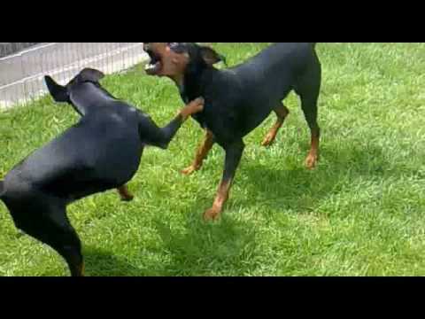DUITSE PINSCHER HUGO & JAYDEE THE GAME FINAL.wmv