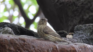 Be Thou My Vision - Mormon Tabernacle Choir
