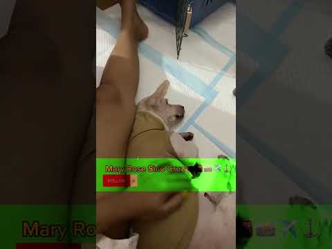 Week 1 of Furbabies (How I spent my first week to assure healthy furbabies) #probinsiyanangmaybahay