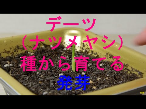 園芸 メコンナツメヤシ、ドワーフナツメヤシ