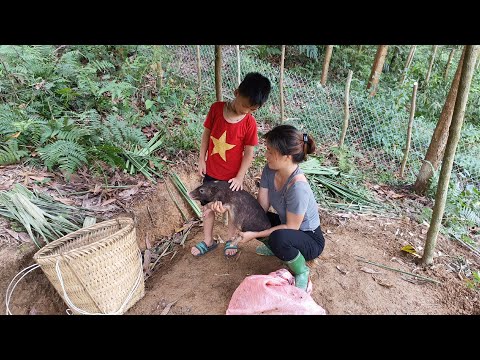 Juntamente com os netos, cercar como um lugar para os porcos viverem, trazer leitões para criar.