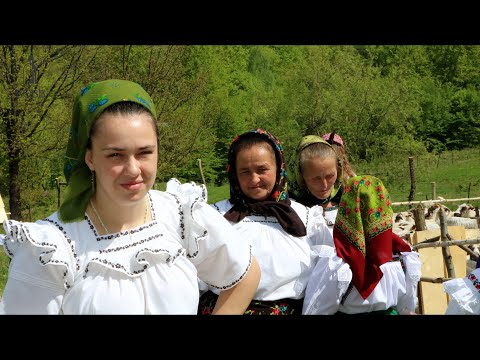 RUPTUL STERPELOR în Strâmtura (Valea Petrovei) - Maramureș | Reînvierea unui obicei PASTORAL VECHI