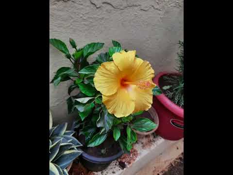 yellow jaswanti flowers 💐 💛