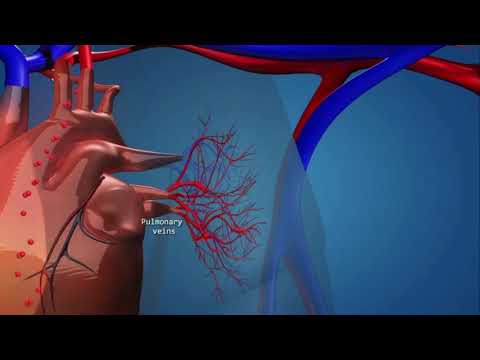 Sistemi i qarkullimit te gjakut - Orhidea Zeqiraj Krasniqi