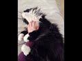 Cat Hugs Owners Arm Shorts Subscribe