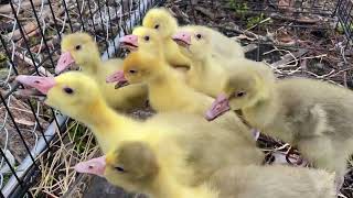 Musical Pens and the Babies have their First Day Out in our Alaskan Summer - Homesteading Alaska